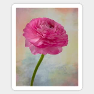 Soft pink Textured Ranunculus Sticker